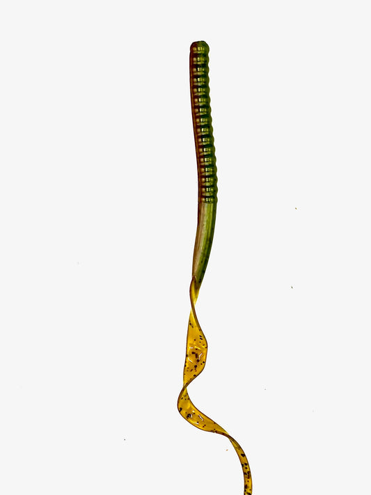 BMF Worm